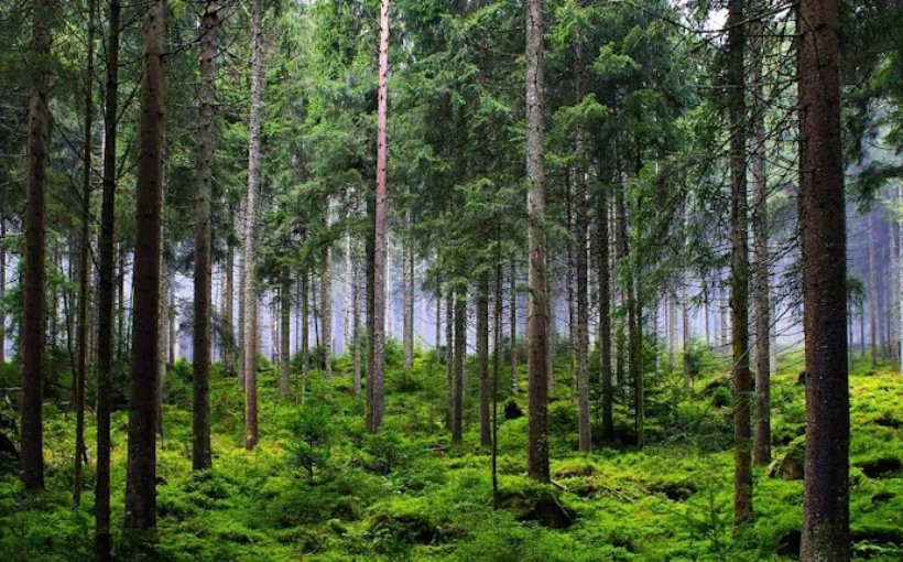 J.P Morgan's Forest and Climate Fund Raises $1.5B