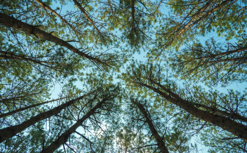 Campbell Global Expands Timberland Portfolio with 28.2K-Acre Emerald Ridge Acquisition 